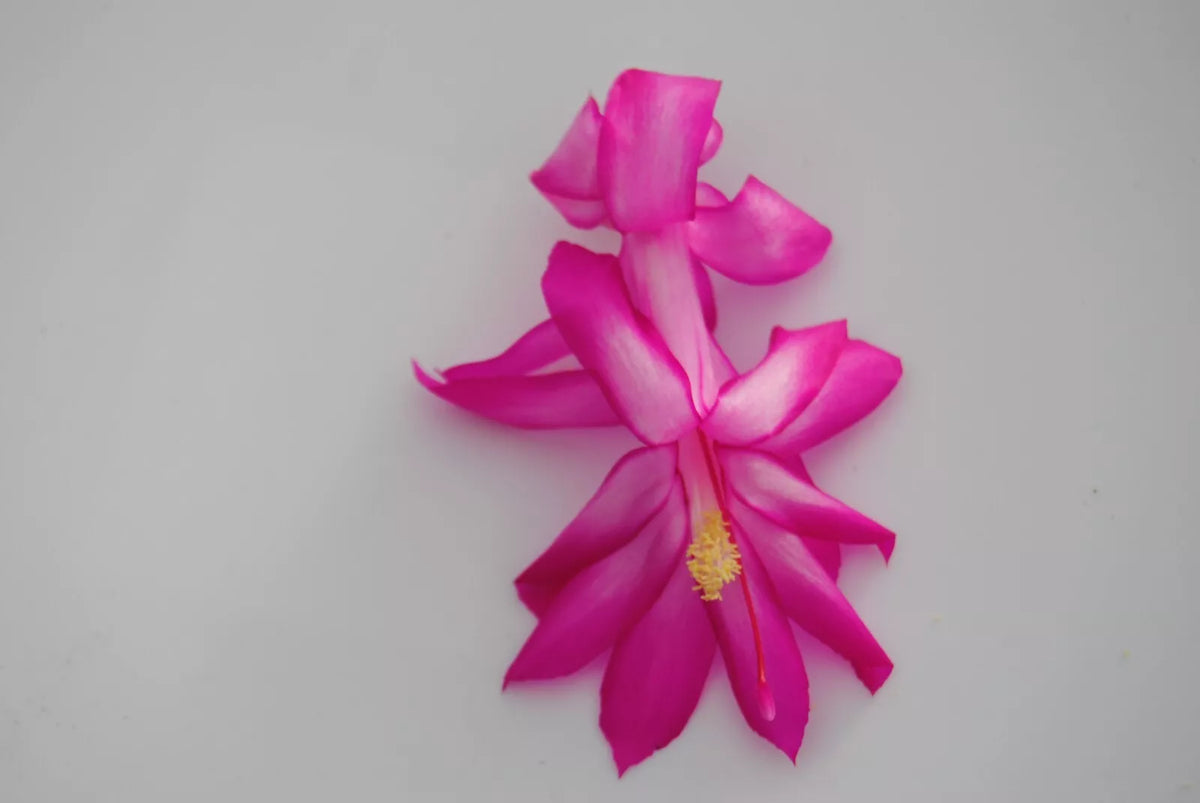 Christmas Cactus Starter Plant - Salsa Dancer, Schlumbergera Truncata, Well-Rooted Small Plant for Home Decor