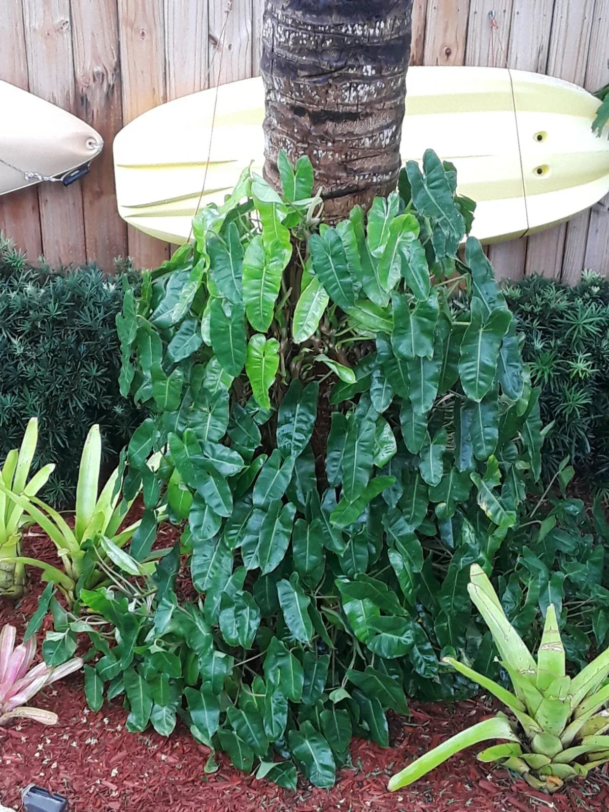 Philodendron Burle Marx Clipping - Fast Growing Tropical Plant Cutting for Indoor Gardening - Philodendron spp.