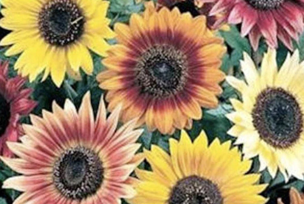 Sunflower Seeds - Autumn Beauty Mix, 35 Seeds, Helianthus annuus, Bright Autumn Colors, Garden, Cut Flowers