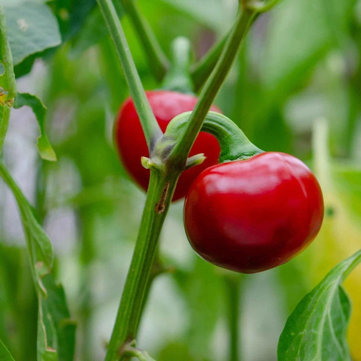 Cherry Pepper Live Plant – 2 Plants, Edible Hot Peppers, Capsicum annuum, Compact Bushy Growth