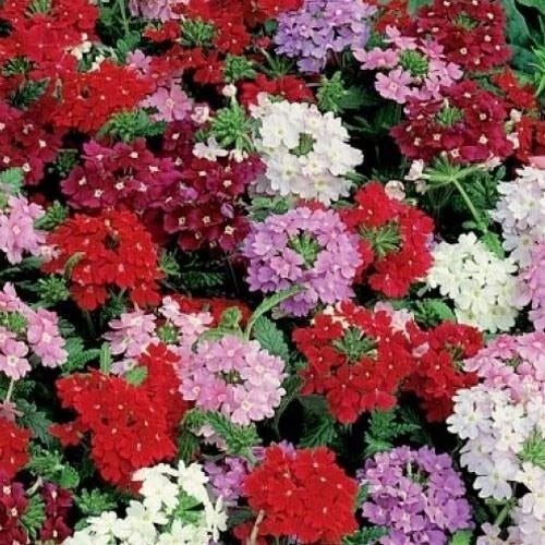 Dwarf Verbena Seed Mix - 6 Color Varieties - Butterfly Attracting - Non-GMO - 500 Seeds - Verbena hybrida
