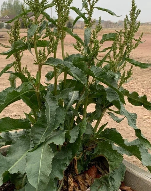 Organic Curly Yellow Dock Seeds Rumex crispus - Medicinal Herb, Non-GMO, 100+ Seeds for Herbal Remedies