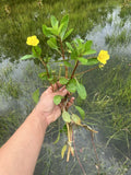 Creeping Primrose Pond Plant - 6 Rooted Ludwigia repens Aquatic Perennial for Water Gardens