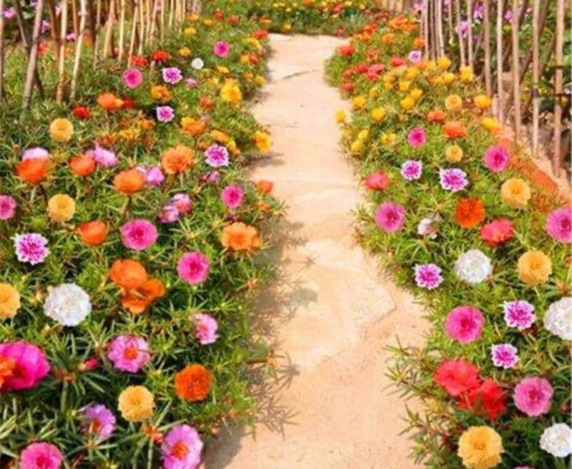 Moss Rose Seeds Double Mix Color Portulaca grandiflora Garden Flower Seeds for Containers & Borders