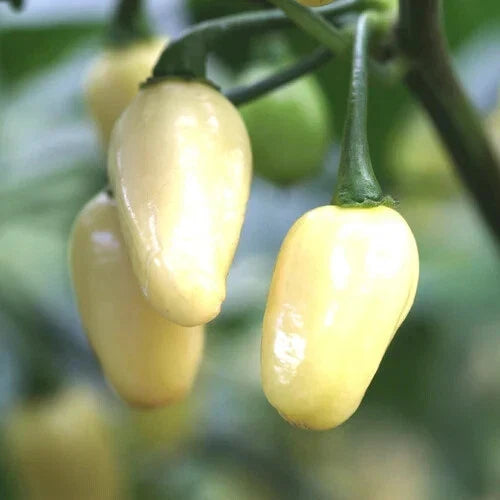 White Habanero Pepper Seeds – Heirloom Non-GMO Capsicum chinense Hot Chili Seeds for Gardening