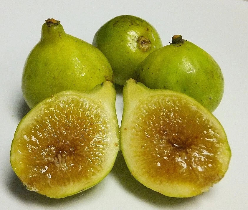 Kadota Fig Plant - Live Rooted, Self-Pollinating, Potted Ficus carica for Small Spaces