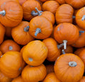 Miniature Pumpkin Seeds Pack - Wee B Little Cucurbita pepo for Halloween Decor, Small Garden, Container Gardening