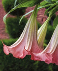 Pink Angel's Trumpet Seeds - Brugmansia Suaveolens, 10 Pack, Fragrant Pink Flowers, Tropical Perennial Plant for Garden or Containers