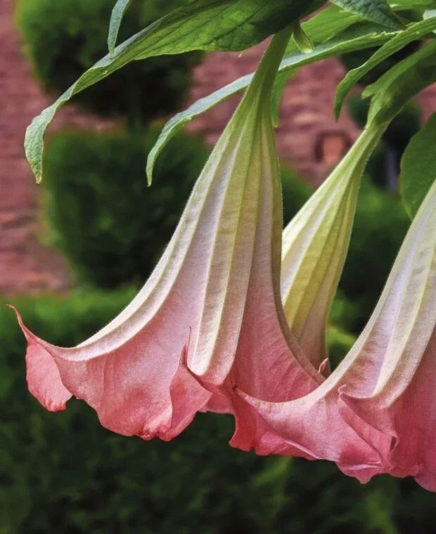 Pink Angel's Trumpet Seeds - Brugmansia Suaveolens, 10 Pack, Fragrant Pink Flowers, Tropical Perennial Plant for Garden or Containers
