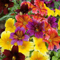 Bulk Flower Seeds - 500+ Salpiglosis grandiflora Paisley Flowers for Garden, Borders & Containers