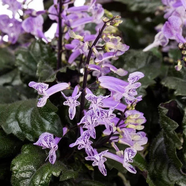 Purple Swedish Ivy Plant Pair - Trailing Vine in Pot - Plectranthus australis Indoor Greenery