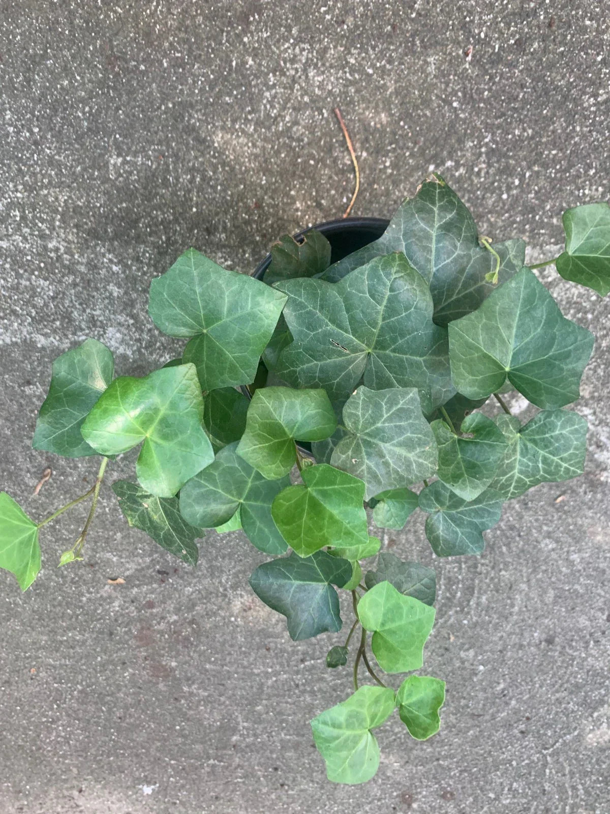 Rooted Air Indoor Plant - English Ivy Green - 6-Inch Pot - Hedera helix - Climbing Vine for Indoor & Outdoor Decor