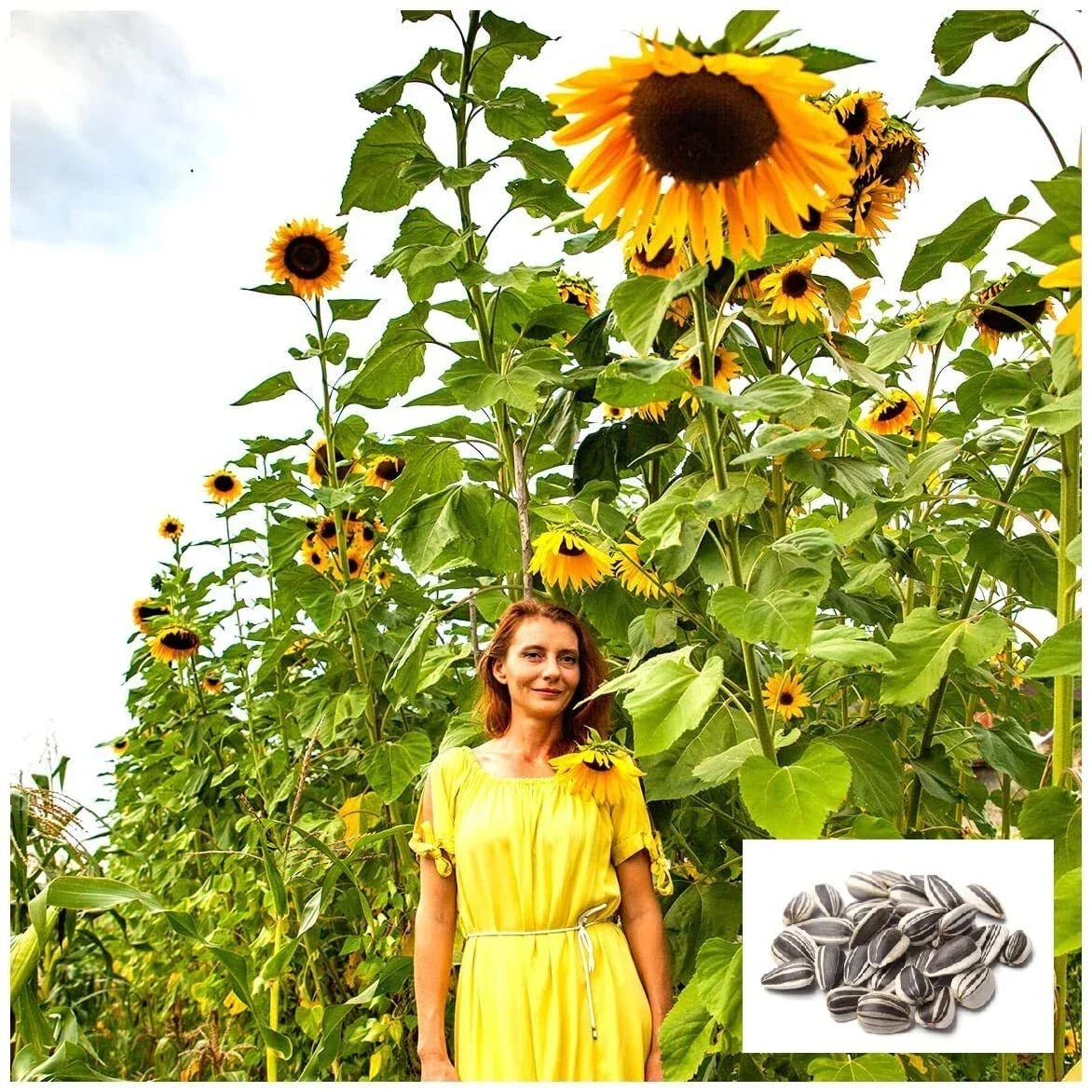 Skyscraper Sunflower Seeds 20 Pack | Tall Helianthus annuus Exotic Garden Seeds