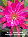 Rooted Epiphyllum Orchid Cactus 4” Starter Pot - Exotic Houseplant, Epiphyllum hybrid for Indoor Gardening