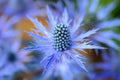 Blue Star Sea Holly Seeds - 25 Pack for Planting and Growing Eryngium planum, perennial, drought-tolerant, full sun