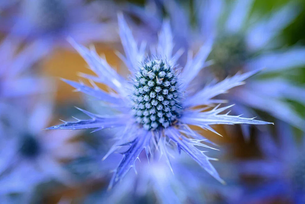 Blue Star Sea Holly Seeds - 25 Pack for Planting and Growing Eryngium planum, perennial, drought-tolerant, full sun