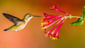 Hummingbird Wildflower Seed Mix - Perennial Garden Blend for Attracting Hummingbirds and Pollinators