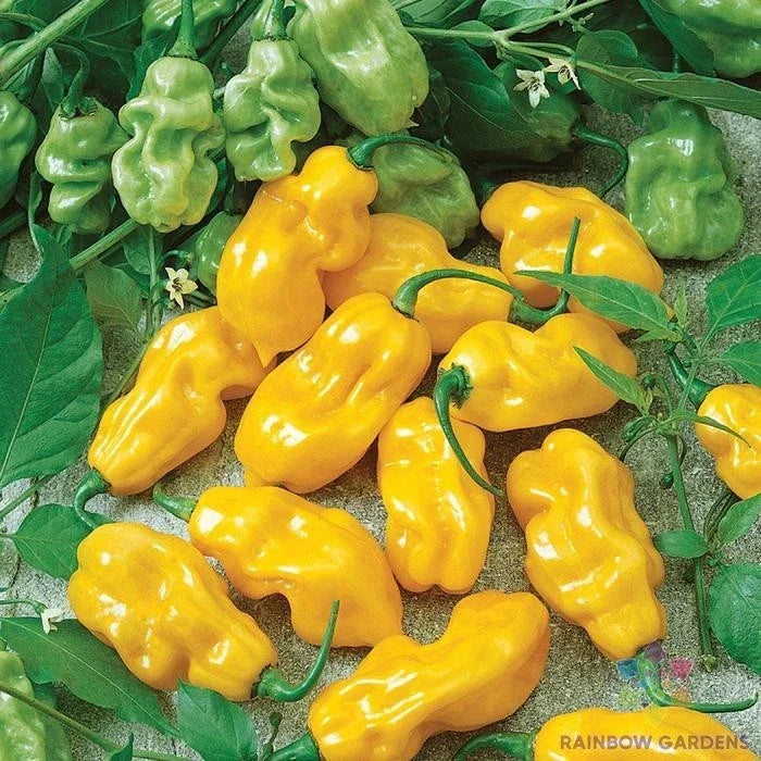 Golden Habanero Hot Pepper Seeds - 25+ Capsicum chinense for Home Garden, Spicy Peppers, Container Growing, USA