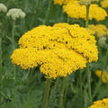 Yarrow Seeds - 1500 Non-GMO Fernleaf Gold Perennial Flowers for Pollinators - Achillea millefolium 'Gold'