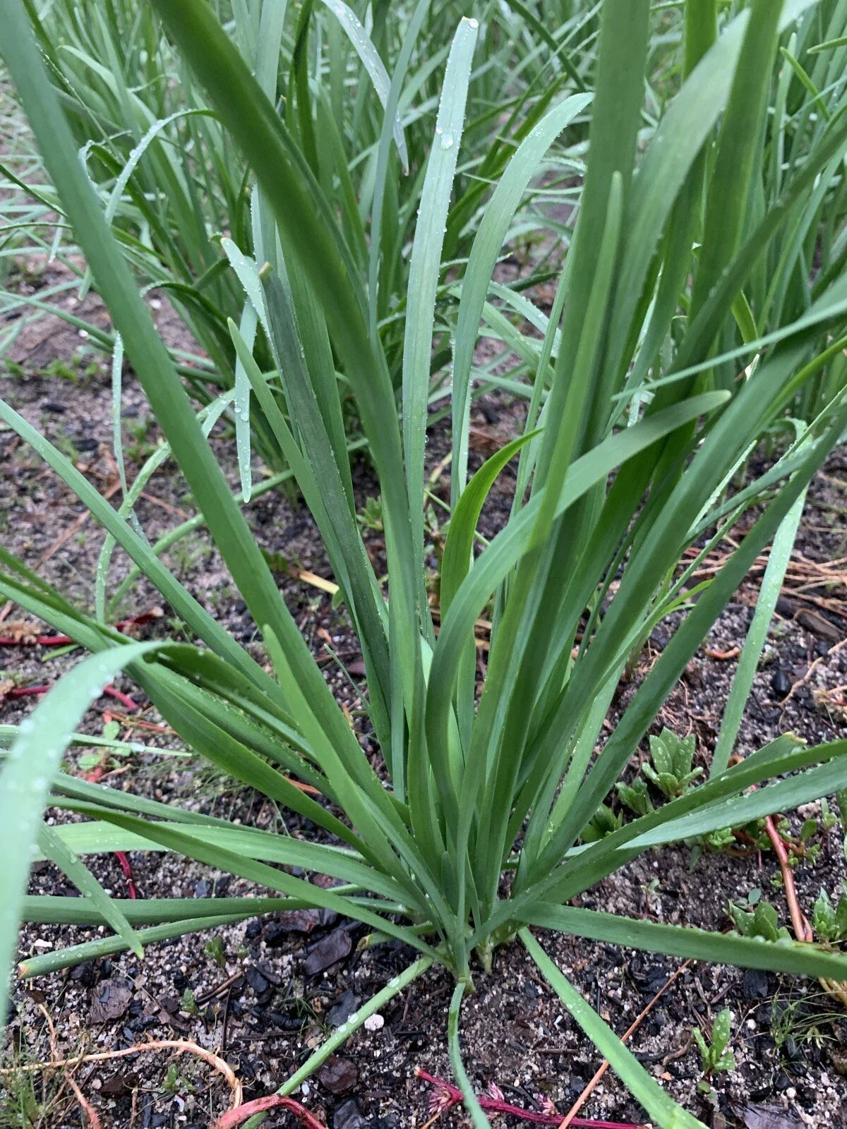 Organic Garlic Chives Leek Plant Bare Root – 55 Live Stalks Allium tuberosum Herb for Garden & Culinary Use
