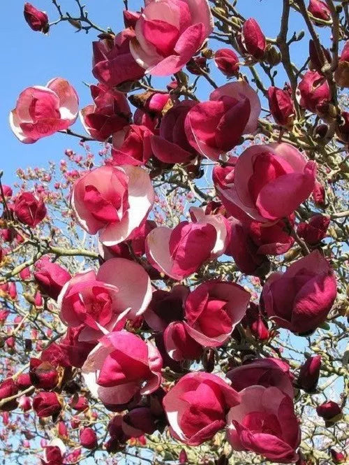 Alexandra Magnolia Seeds - 5 Pack, Fragrant Pink-White Flowers, Magnolia x soulangeana 'Alexandra' for Garden Planting