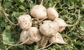 Jicama Seeds for Planting - 300+ Pachyrhizus erosus - Singkamas, Climbing Vine, Non-GMO, Easy to Grow, USA Seller