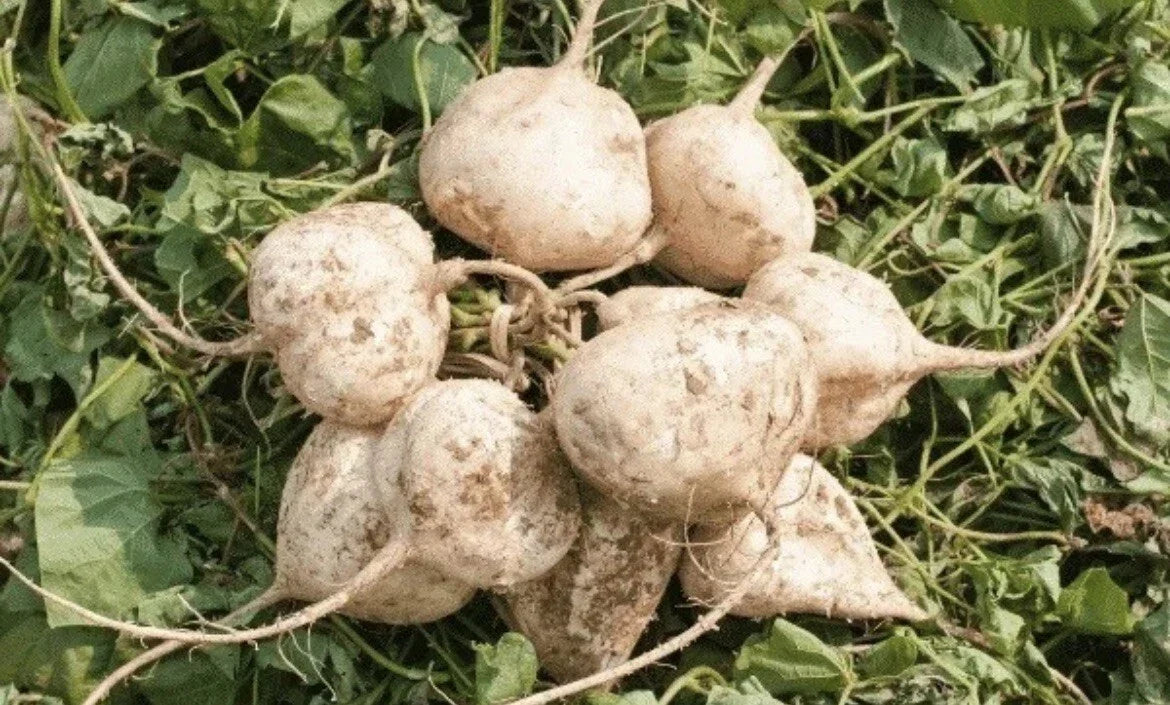 Jicama Seeds for Planting - 300+ Pachyrhizus erosus - Singkamas, Climbing Vine, Non-GMO, Easy to Grow, USA Seller