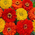 Organic Zinnia Seed Mix - 200 Seeds, Colorful South of The Border Variety, Zinnia elegans, Annual Flower for Pollinators