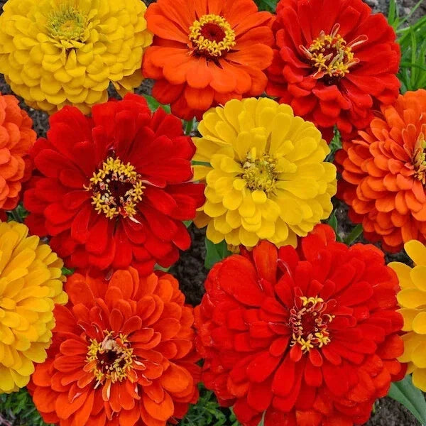 Organic Zinnia Seed Mix - 200 Seeds, Colorful South of The Border Variety, Zinnia elegans, Annual Flower for Pollinators
