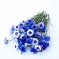 Bachelor Button Flower Seeds - 150+ Heirloom Non-GMO Centaurea cyanus for Gardens & Cut Flowers