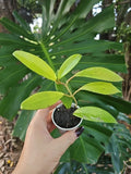 Hoya Pubicalyx Splash Tropical Houseplant 2.5" Pot Large Leaf Wax Plant Indoor Decor