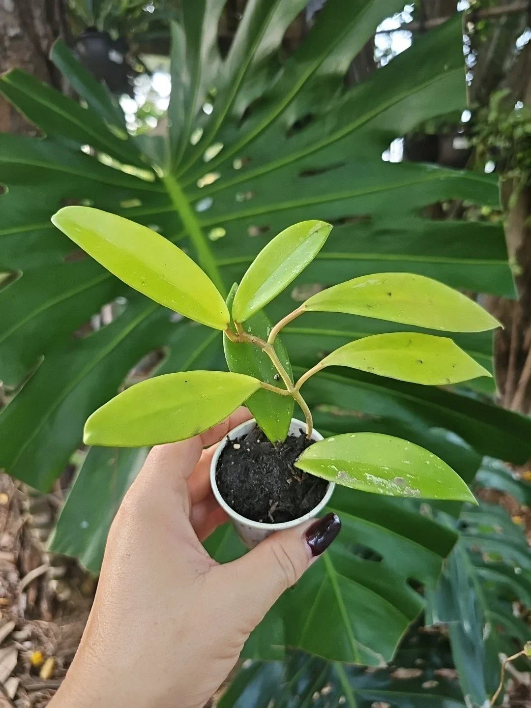 Hoya Pubicalyx Splash Tropical Houseplant 2.5" Pot Large Leaf Wax Plant Indoor Decor