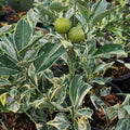 Variegated Cara Cara Navel Orange Cuttings - 3 Fresh Citrus Propagation Cuttings - Citrus sinensis