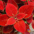 Red Coleus Seeds - 25+ Premium Solenostemon scutellarioides for Garden Beds & Containers, Vibrant Foliage, Easy to Grow