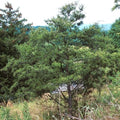 Jack Pine Tree Seedlings 12-18" Evergreen Landscaping Pinus banksiana for Gardens