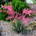25 Red Yucca Seeds - Hesperaloe parviflora Perennial Drought-Tolerant Flowering Plant for Hummingbirds & Butterflies