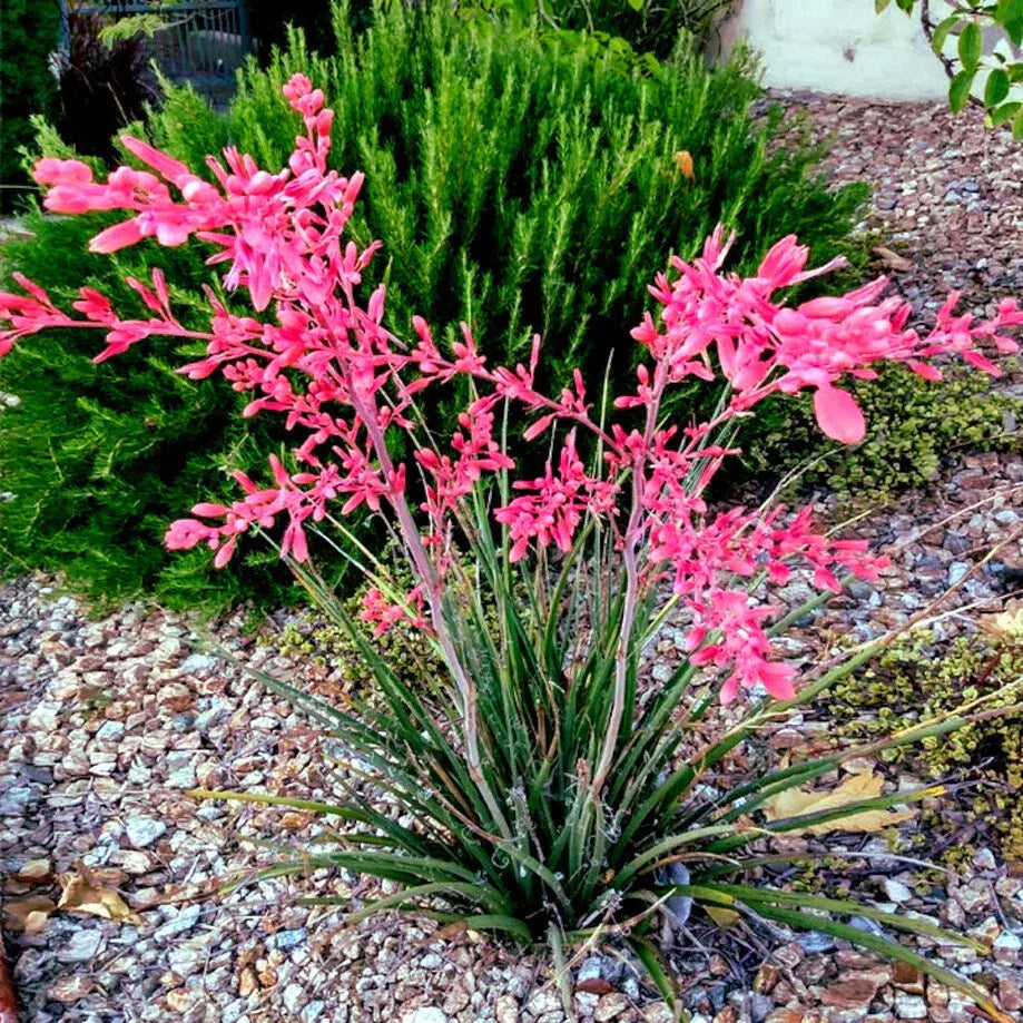 25 Red Yucca Seeds - Hesperaloe parviflora Perennial Drought-Tolerant Flowering Plant for Hummingbirds & Butterflies