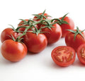Sweet Campari Tomato Seeds - 50 Premium Fresh Harvest Solanum lycopersicum, Juicy Red Cherry Tomato Seeds for Gardening