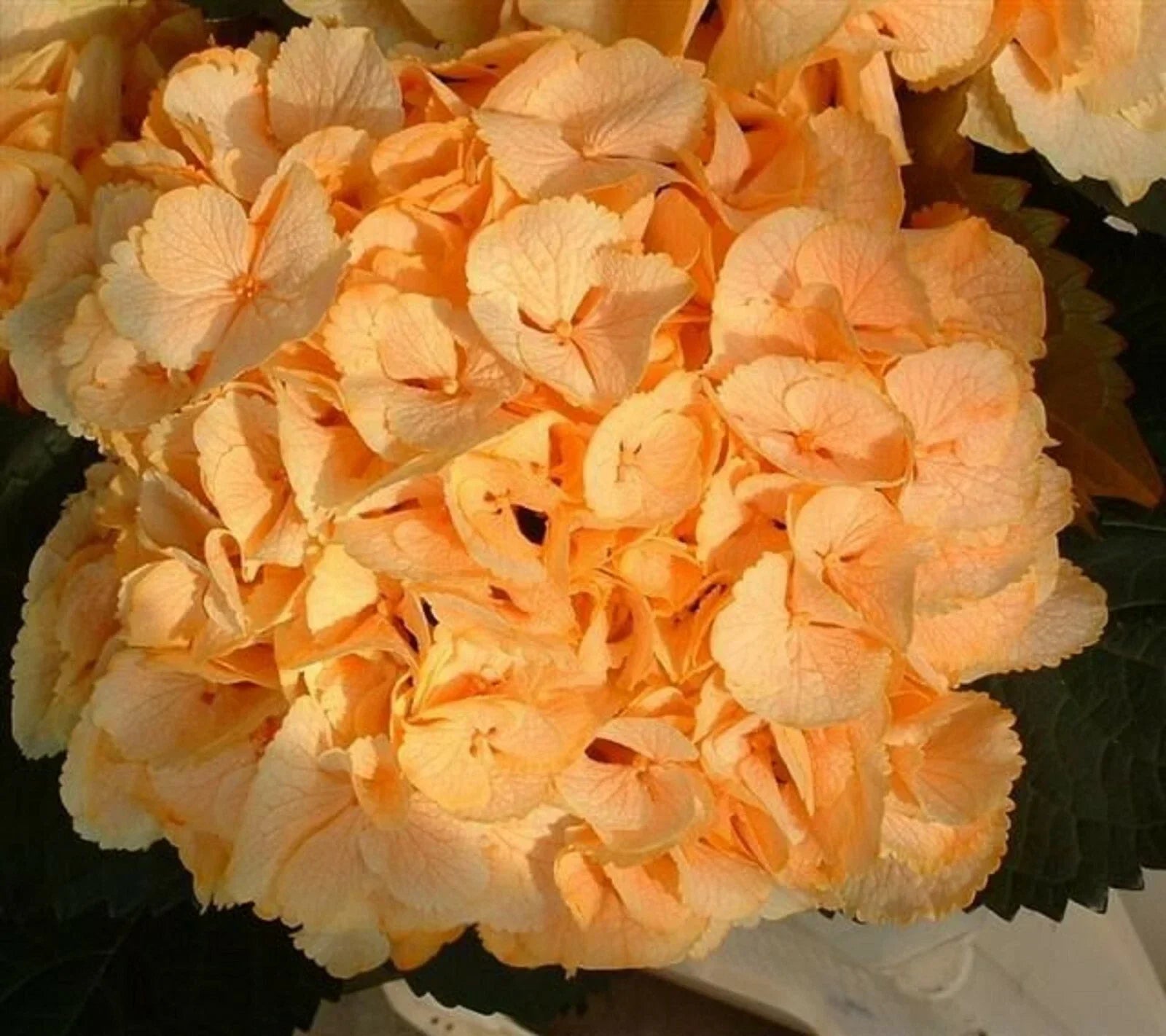 Yellow Hydrangea Seeds - Perennial Hardy Flowering Shrub - Hydrangea macrophylla - 5 Seeds
