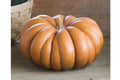 Musquee De Provence Pumpkin Seeds - Organic Heirloom Cucurbita pepo - 10 Non-GMO Seeds for Home Gardening