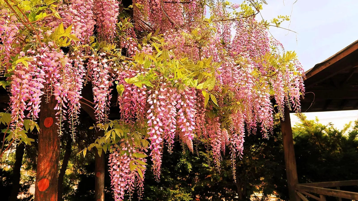 Pink Wisteria Bonsai Tree Seeds – Wisteria floribunda, Climbing Vine, 5 Seeds for Garden & Indoor Bonsai Cultivation