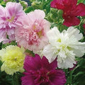 Hollyhock Seeds - Mixed Colors - Alcea rosea - Summer Carnival Biennial Flower Seeds for Borders & Cutting Gardens