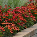 Red Ombre Coneflower Seeds - Echinacea purpurea Perennial Flower Seeds for Garden Planting, Butterfly & Bee Attractant