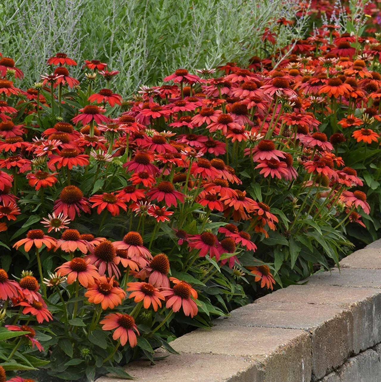 Red Ombre Coneflower Seeds - Echinacea purpurea Perennial Flower Seeds for Garden Planting, Butterfly & Bee Attractant