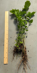 Rose of Sharon Seedling Lot of 6 Bare Root Hibiscus syriacus Shrubs for Garden, Landscape, Hedges