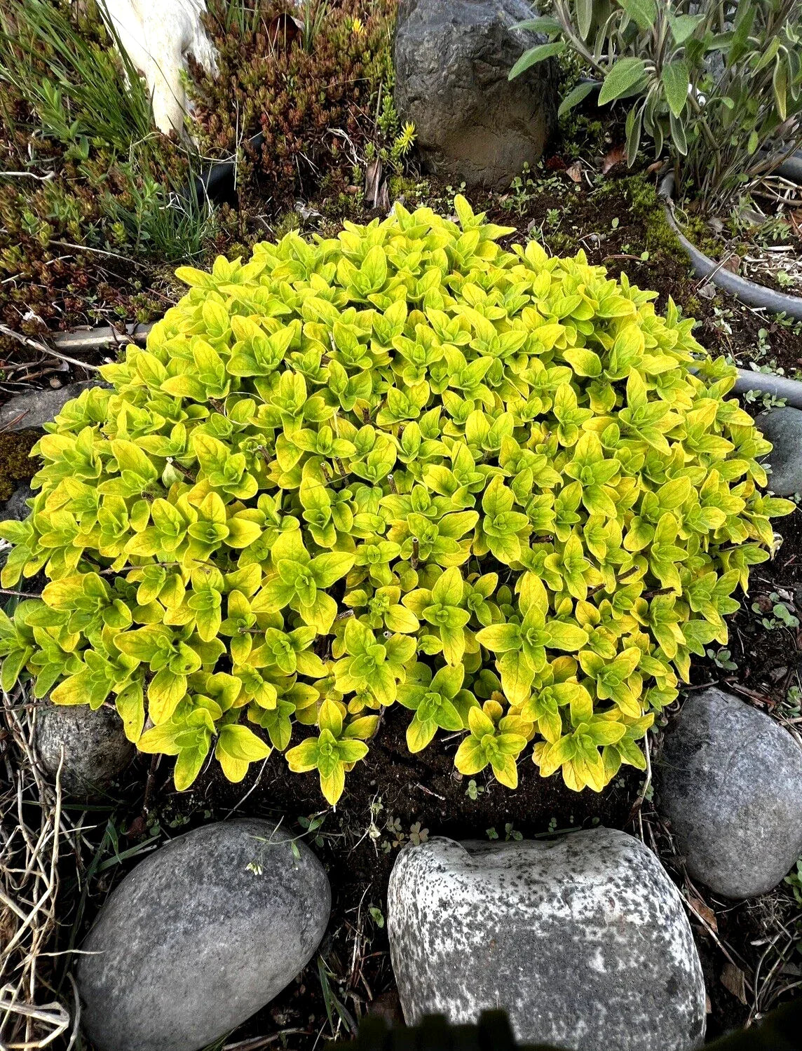 Organic Golden Oregano Plant – Bare Root Perennial Herb Origanum vulgare
