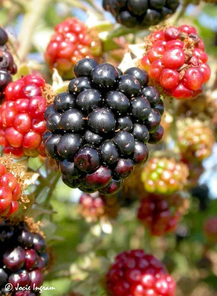 Wild Blackberry Bush Cuttings Set of 12, Unrooted, Rubus fruticosus, Sprawling, Full Sun, Organic Garden Plant