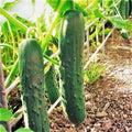 Cucumber Seeds - Marketmore 76 Variety - Dark Green Straight Cucumis sativus for Home Garden, Salad & Pickling