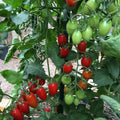 Juliet F1 Tomato Hybrid Seeds – 50+ Heirloom, Indeterminate, Sweet Salad Tomatoes, Solanum lycopersicum