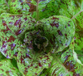 Freckles Romaine Lettuce Seeds - 1000+ Non-GMO Lactuca sativa Salad Greens for Home Garden, Raised Beds & Containers